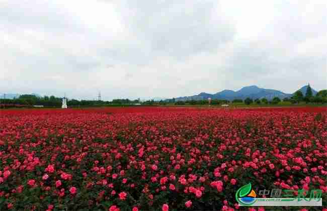 农村种植赚钱好项目有哪些(农村种植啥赚钱)